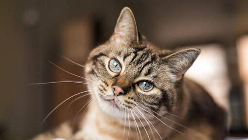 Chat poilu foncé aux yeux gris couché.