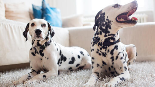 Dalmatiërs