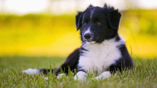 Border Collie puppy liggend op het gras.