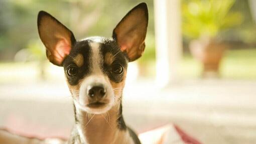 Chihuahua brun et noir regardant la caméra.