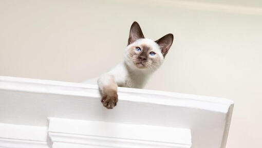 Chat regardant vers le bas depuis un rebord en hauteur