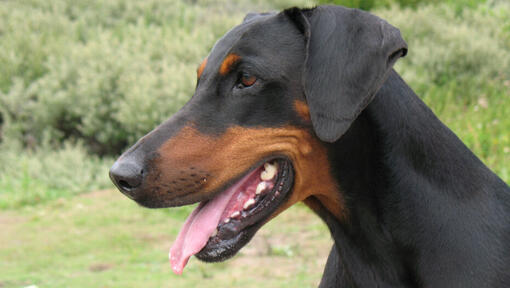 Dobermann regardant vers la gauche