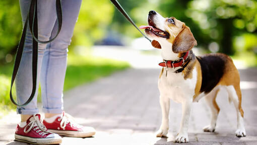 Jack Russell Terrier met uithangende tong die de eigenaar bekijkt.