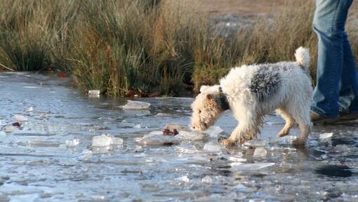 chien marchant dans une rivière glacée