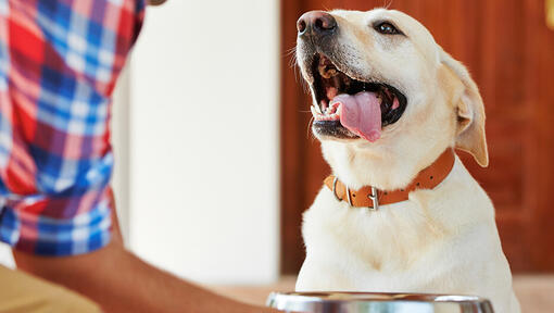 eigenaar die labrador een voerbak geeft