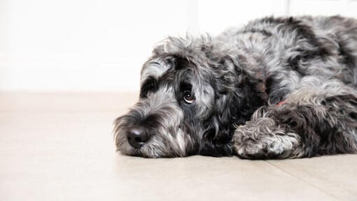 droevige grijze hond die op de vloer ligt