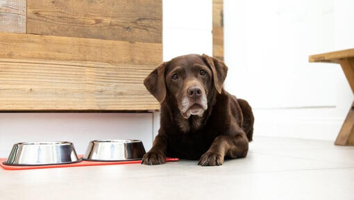 Labrador chocolat à côté de bols de nourriture et d'eau