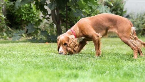 puppy snuffelt in de tuin