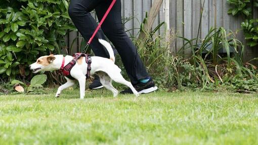 propriétaire promener un chien en laisse dans le jardin