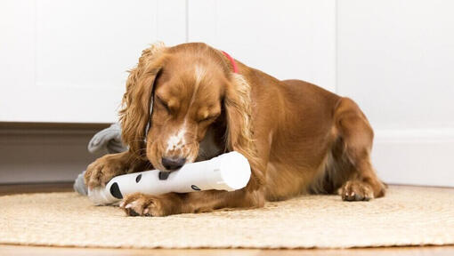 puppy kauwt op een wit stuk speelgoed