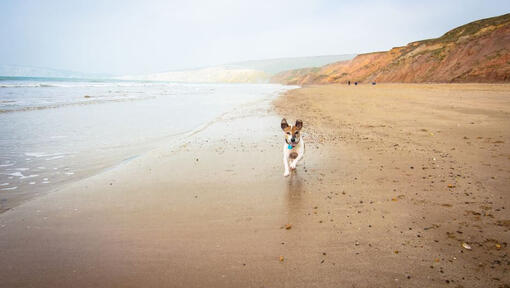 Jack Russell longeant une plage avec des falaises