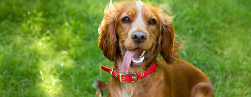 chien avec collier rouge assis dans l’herbe