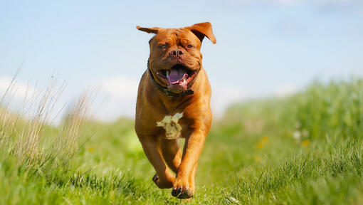 Happy Dogue de Bordeaux loopt in het veld