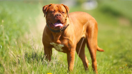 Dogue DE Bordeaux staande op het gras