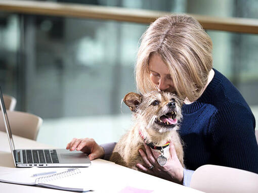Terrier zat op de schoot van de vrouw terwijl ze op de laptop werkt
