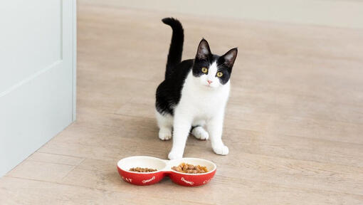 Chat noir et blanc avec des bols de nourriture pour chat