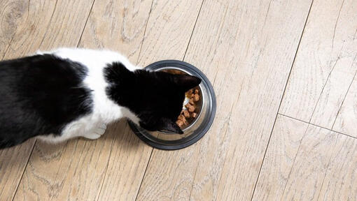 Chat noir et blanc mangeant