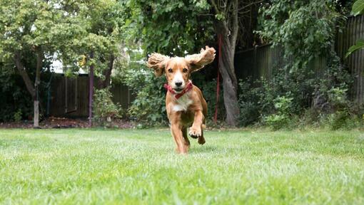 Puppy loopt in een tuin