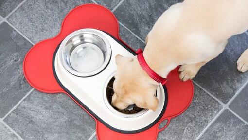 Chiot labrador blonde mange dans un bol