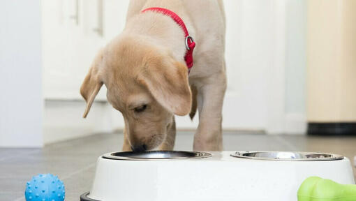 Chiot Labrador avec collier rouge de manger dans un bol