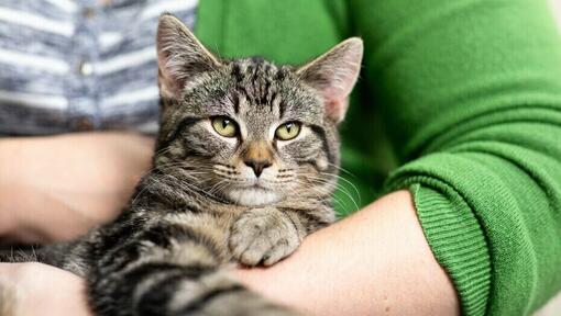 Chat senior bercé par le propriétaire