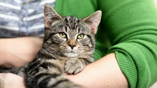 Chat senior bercé par le propriétaire