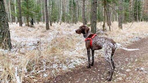 Duitse Kortharige Wijzer wandelen in het bos