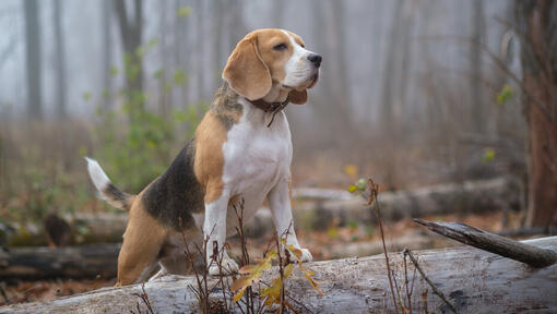 Beagle in het bos