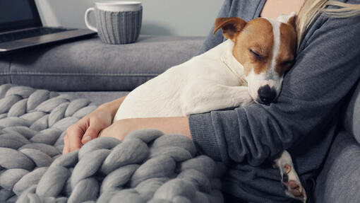 Jack Russell chiot dorme dans les bras du propriétaire