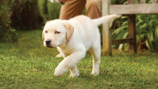 Labrador puppy wandelt in een tuin.