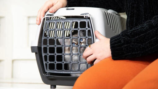 Chat moelleux couché dans une cage de transport
