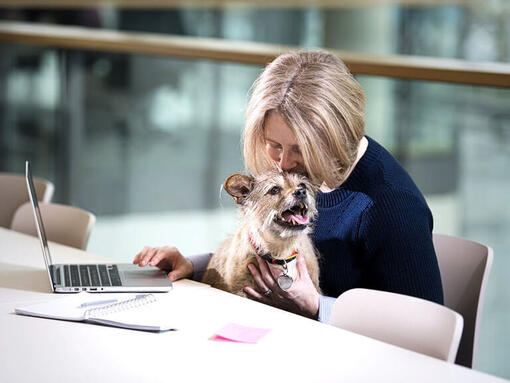 Terrier zat op de schoot van de vrouw terwijl ze op de laptop werkt