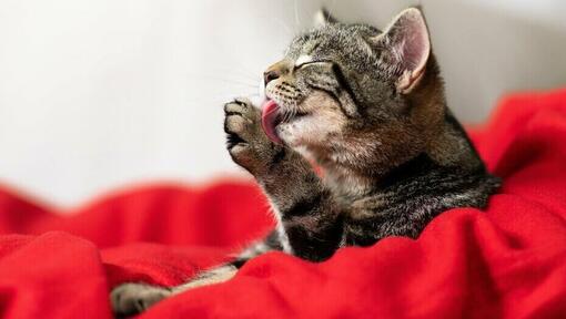 de kat verzorgt zichzelf met zijn tong