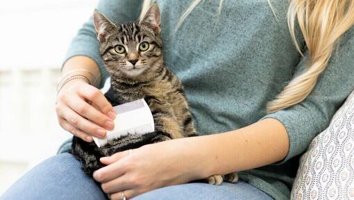 Vrouw borstelt kitten met witte kam