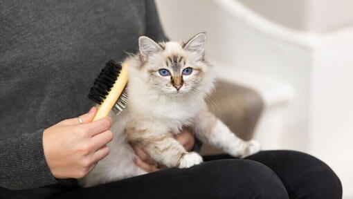 propriétaire brossage chat blanc