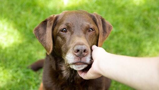 Eigenaar houdt het gezicht van een oudere chocolade Labrador vast