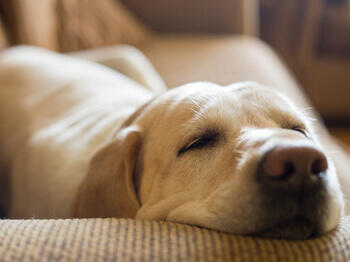 Le chien dort sur un canapé