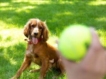 Hond die op een tennisbal let