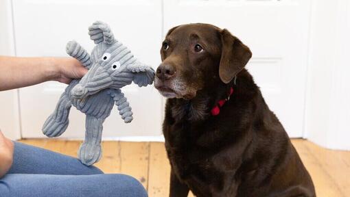 Hond aangemoedigd met een speeltje