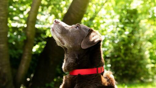 Le chien lève les yeux dans le jardin