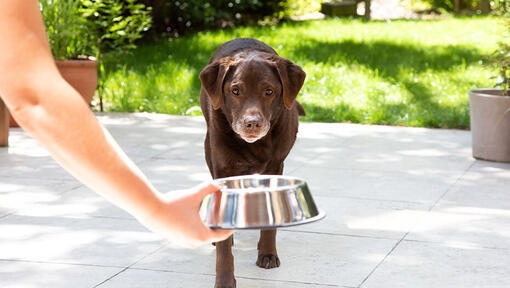 Chien dehors marchant vers le bol