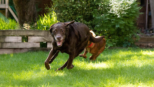 Le chien court avec un autre chien