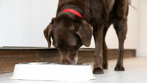 senior hond eten uit een kom