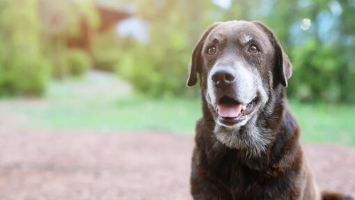 chien senior assis à l'extérieur