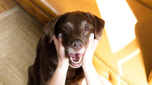 Caresser un chien sur le cou