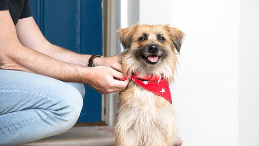 Hond die bandana om hals draagt