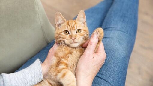 owner holding ginger kitten's paw