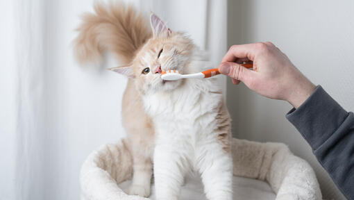 Brosser les dents d'un chat