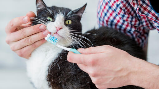Chat avec brosse à dents