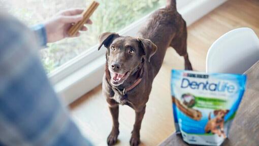 donner des croquettes dentaires à un chien